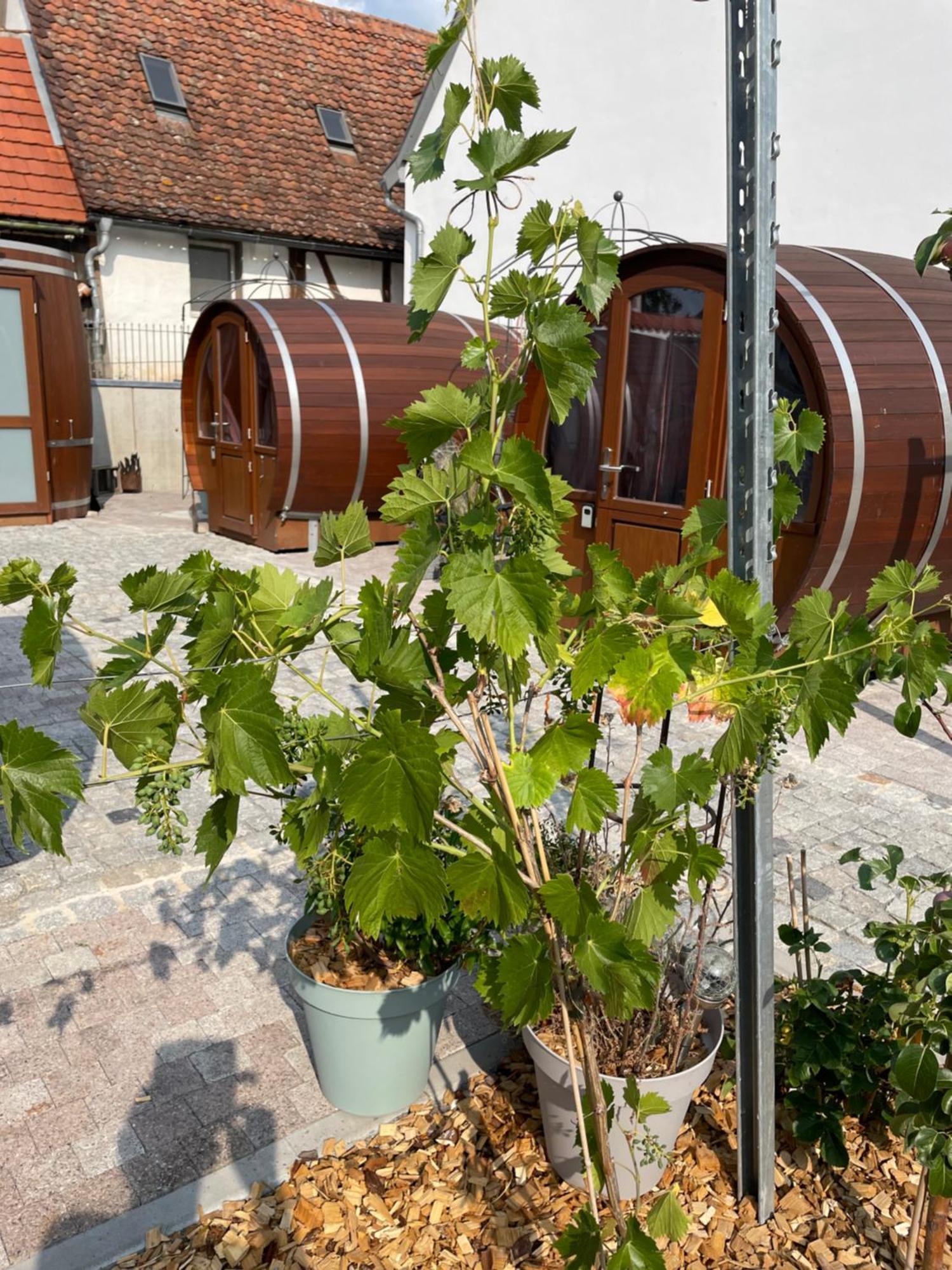 Schlafen Im Weinfass Apartment Ipsheim Exterior photo